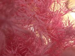 -樟葶谷寿司(椒江店)