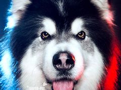 -超宠爱宠物摄影-Super pet