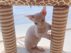-飞行喵MR PILOT|猫舍·猫咖(静安大融城店)