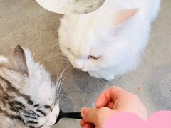 -飞行喵MR PILOT|猫舍·猫咖(静安大融城店)