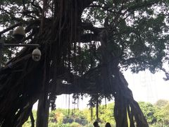 -小洲村