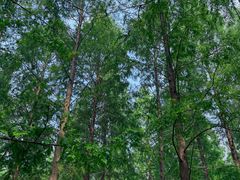 -黄海国家森林公园