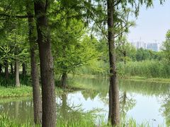 -贡湖湾湿地公园