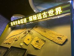-诸城市恐龙博物馆