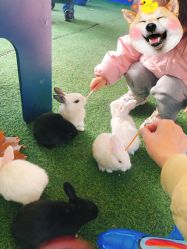 -萌宠亲子动物乐园(槐房万达店)