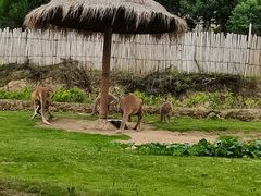 -泉州海丝野生动物世界