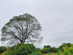 -鹤之洲湿地公园