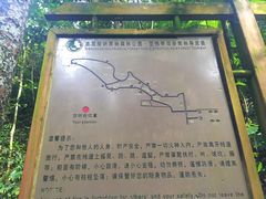 -西双版纳原始森林公园