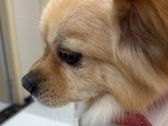 -安安宠医宠物医院·异宠·犬猫内科(岳阳分院)