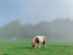 -武陵山森林公园