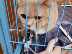 -灵美宠物诊所