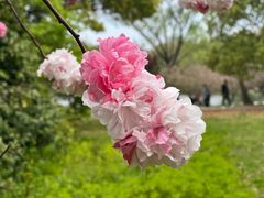 -上海共青森林公园