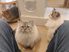 -有喵·猫咖·狗咖·30几只猫10只小狗(岗厦店)