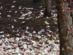 -东园小馆·早茶·淮扬小炒(宋夹城店)