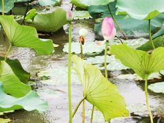 -东滩湿地公园观海楼餐厅