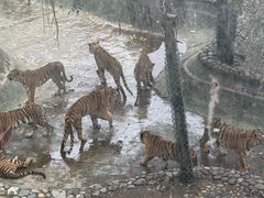 -栾川竹海野生动物园