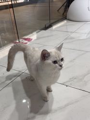 -镁连社·美联社