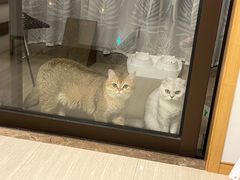 -爱侣·安琦尔宠物医院·中兽医针灸·心内科·狂犬免疫点(宝山区院)