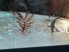 -上海海洋水族馆