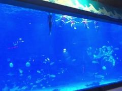 -烟台海昌鲸鲨海洋公园