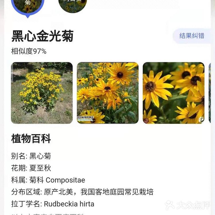 市中心的“向日葵”花田真的是🌻吗？