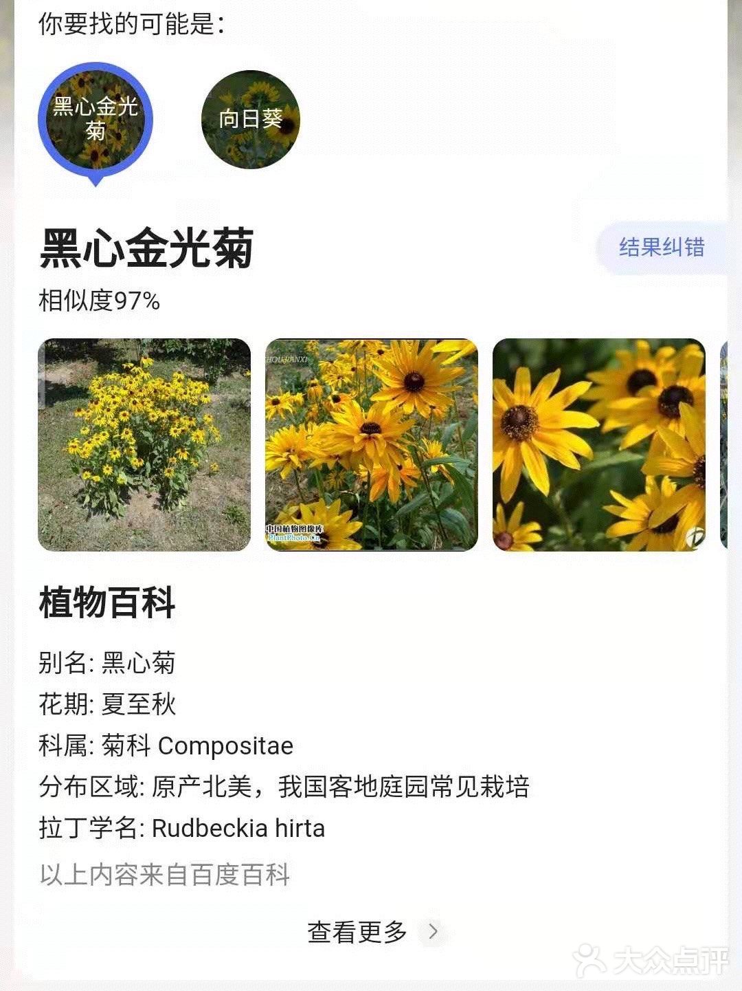 市中心的“向日葵”花田真的是🌻吗？