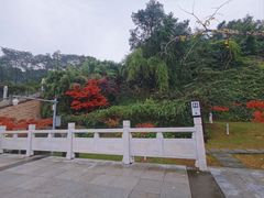 -铁山坪森林公园