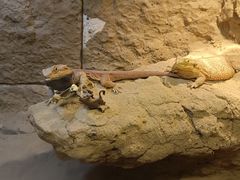 -上海大自然野生昆虫馆