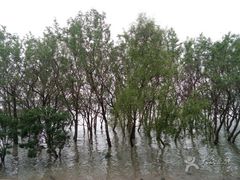 -宝安西湾红树林湿地公园