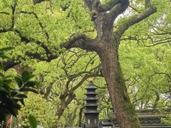 -普陀山风景名胜区-法雨禅寺