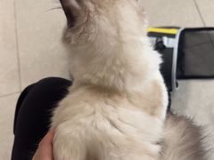 -瑞派福兴宠物医院犬猫全科·骨科·中西医结合(河东店)