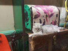 -猫咪博物馆(顶澳仔猫街店)