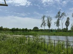 -合肥滨湖国家森林公园