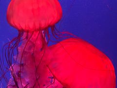 -芜湖新华联大白鲸海洋公园