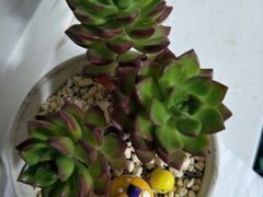 -新碧水留香新桑拿