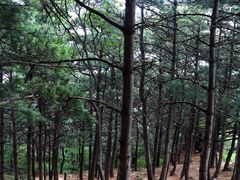 -北京鹫峰国家森林公园