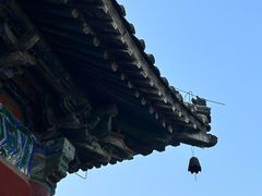 -洛阳白马寺