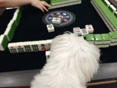 -W·24H茶楼·棋牌·掼蛋(望京店)