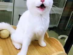 -东方名猫馆·英短金渐层布偶猫舍(环线广场1号楼店)