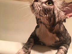 -纳吉亚猫专科动物诊疗中心(蒋宅口分院)