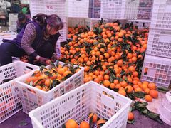 -双福水果批发市场