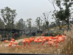 -武汉动物园