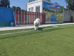 -宠物寄养训练学校