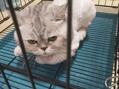 -瑞鹏宠物医院·骨科·猫科·内科(第一中心)