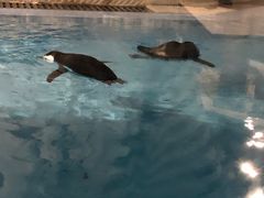 -帝企鹅自助餐厅•儿童岛•真企鹅(长隆企鹅酒店)