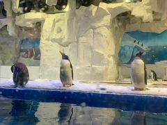 -华夏文旅海洋公园