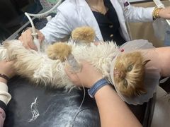 -中农大我爱我爱24h动物医院·中医针灸·猫专科·骨科医疗中心(双井店)