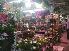 -花鸟鱼虫鲜花绿植市场(玉泉路店)