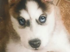 -Husky Go! 哈士奇体验馆·宠物咖啡厅狗咖