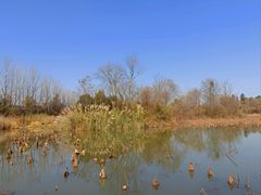 -白鹭湾湿地公园